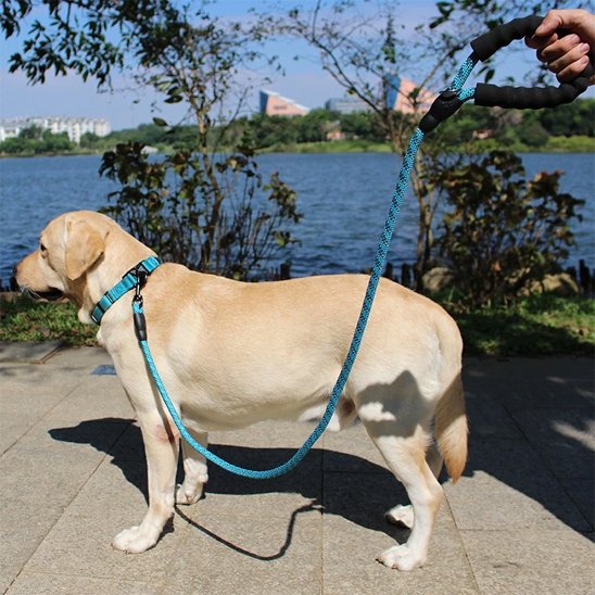 Laisse pour chien Mousqueton métallique robuste Assure une fixation sécurisée au collier ou harnais du chien