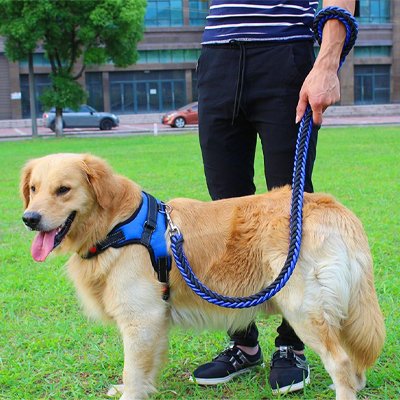 Laisse pour Chien Mousqueton métallique robuste Système d'attache sécurisé 