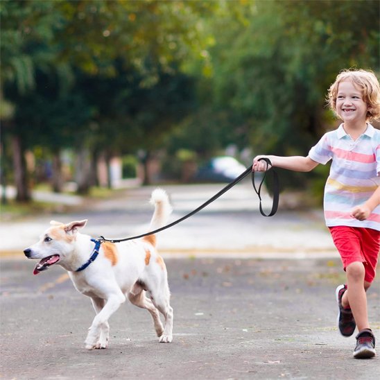 Laisse pour chien Permet une distance de contrôle optimale entre le maître et l'animal lors des promenades