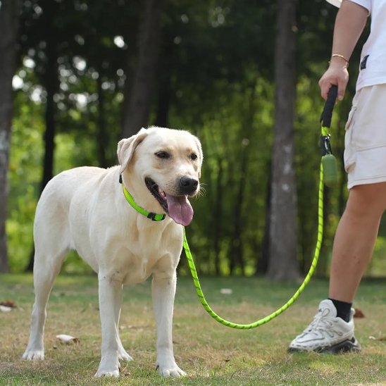 Laisse pour chien Poignée ergonomique rembourrée