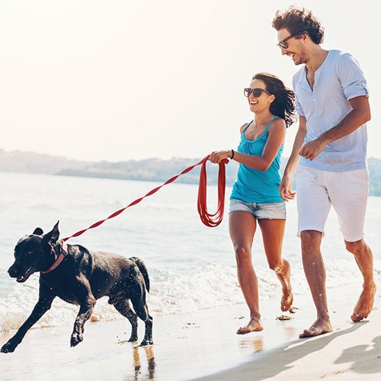 Laisse pour chien supporte la traction des chiens actifs et énergiques lors des promenades