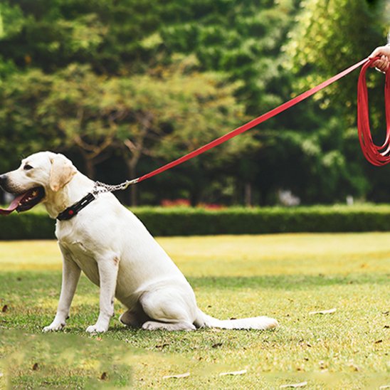 Laisse pour chien Système d'attache sécurisé mousqueton métallique