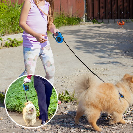 Laisse pour chien