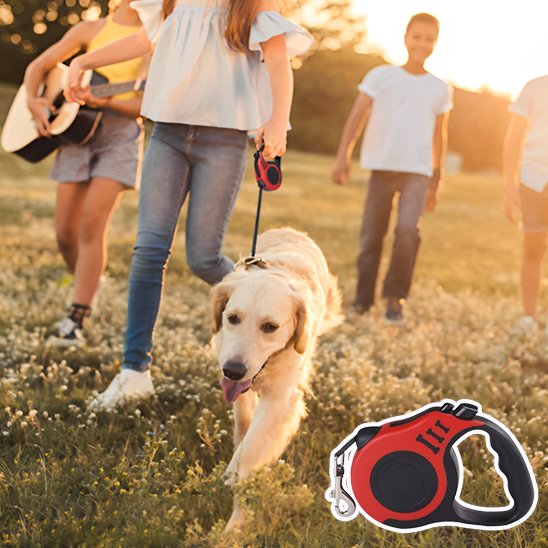 Laisse pour chien