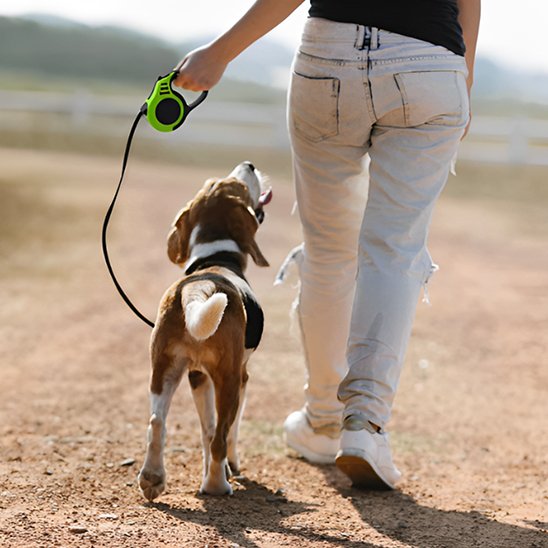 Laisse pour chien