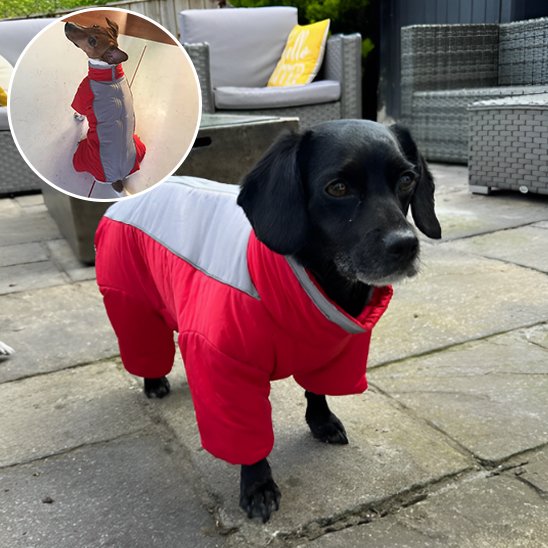 Manteau chien Automne hiver