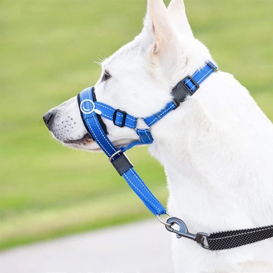 Muselière chien​ Attache sécuritaire