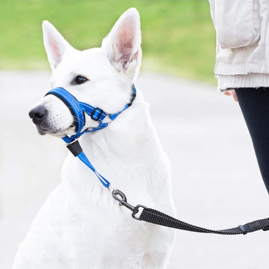 Muselière chien​ Laisse la gueule libre de s'ouvrir pour boire et accepter des friandises