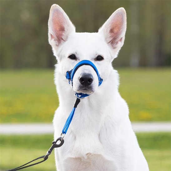 Muselière chien​ Système anti-traction: Aide à réduire les tirages en laisse 