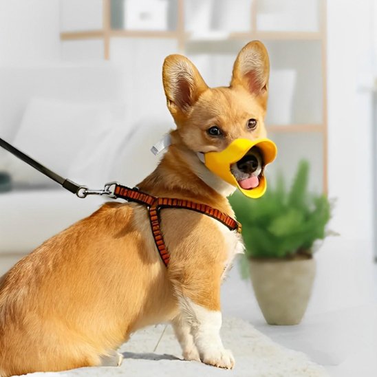 Muselière chien
