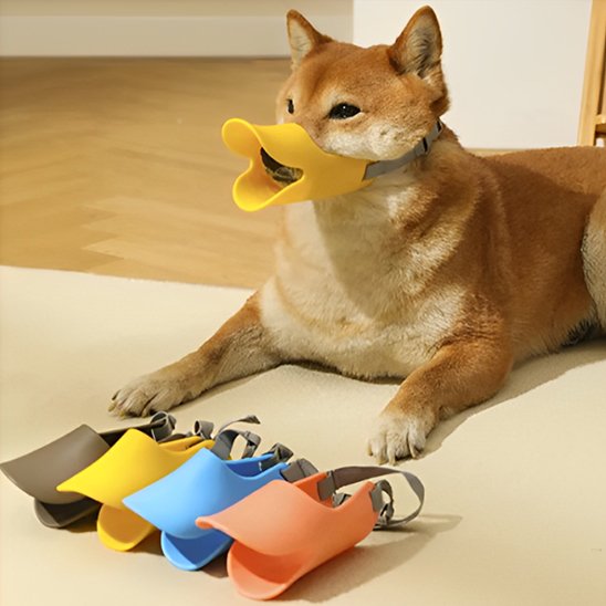 Muselière chien