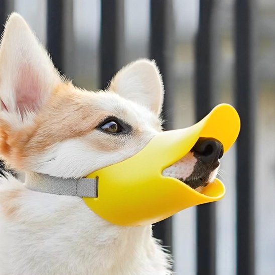 Muselière chien
