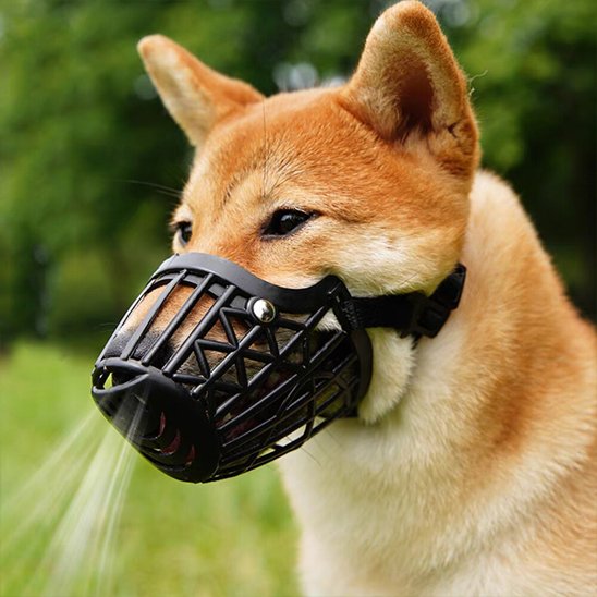 Muselière pour chien