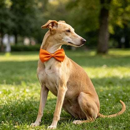 Noeud papillon chien noeud papillon pour chien avec système d'attache autour du cou
