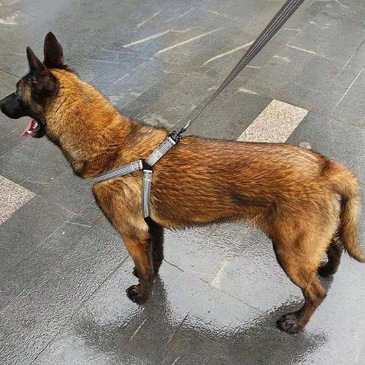 Harnais pour chien | Ergonomique